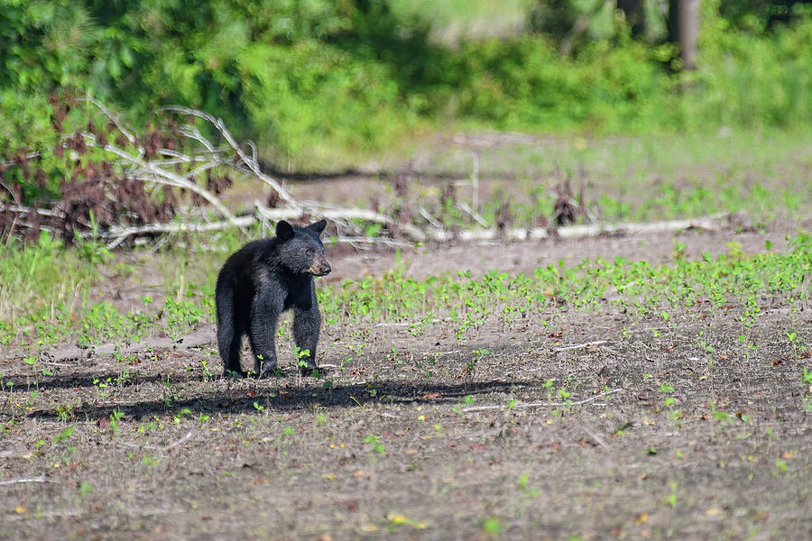 American Black Bear Cub Photograph by Fon Denton
