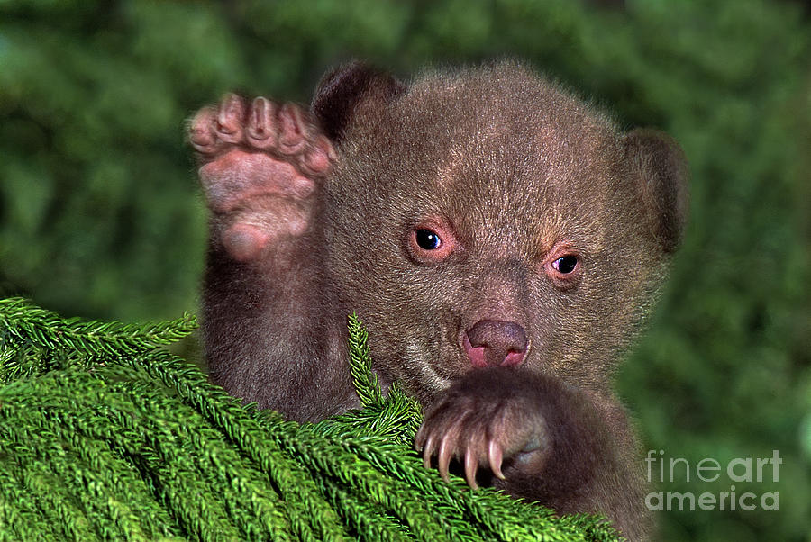 American Black Bear Cub Ursus Americanus Wildlife Resc Photograph by Dave Welling