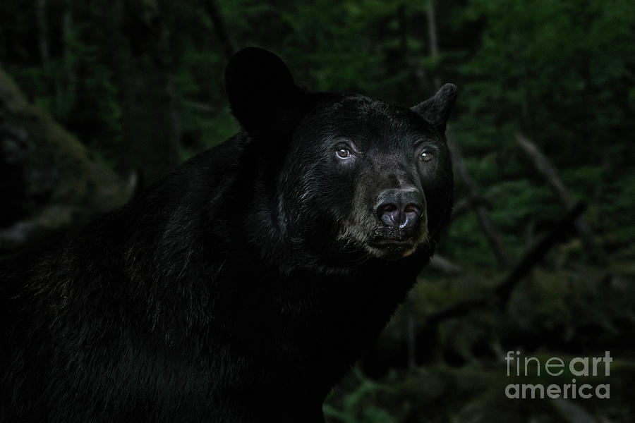 American Black Bear in Forest at Night Photograph by Arterra Picture Library