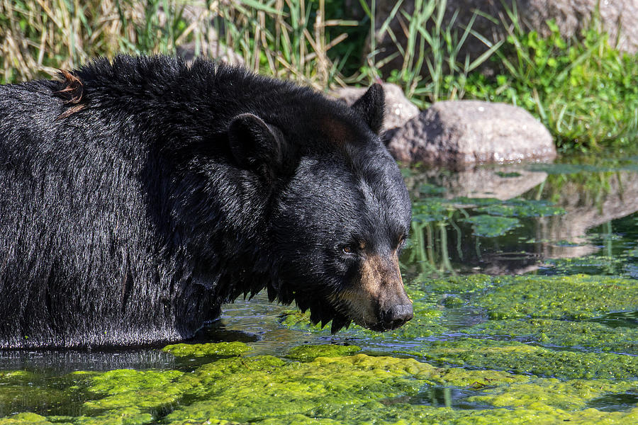 Black Bear Photograph - American Black Bear in Lake by Arterra Picture Library