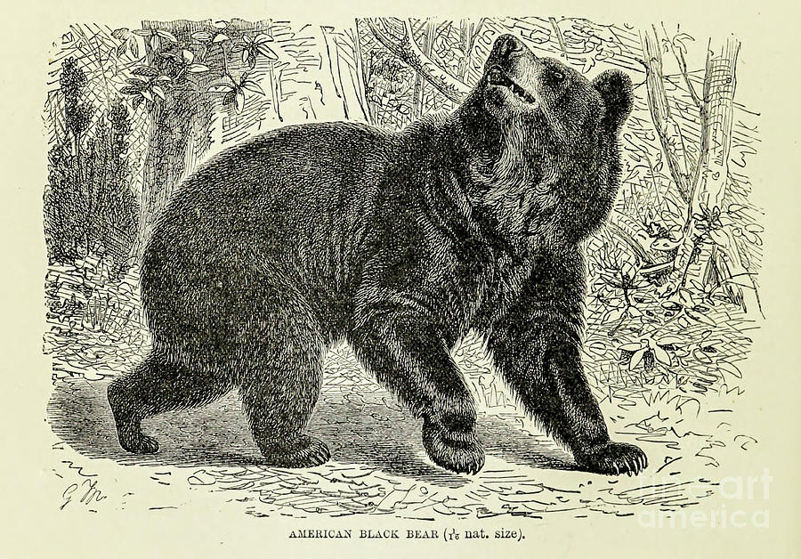 American Black Bear m2 Drawing by Historic illustrations | Fine Art America