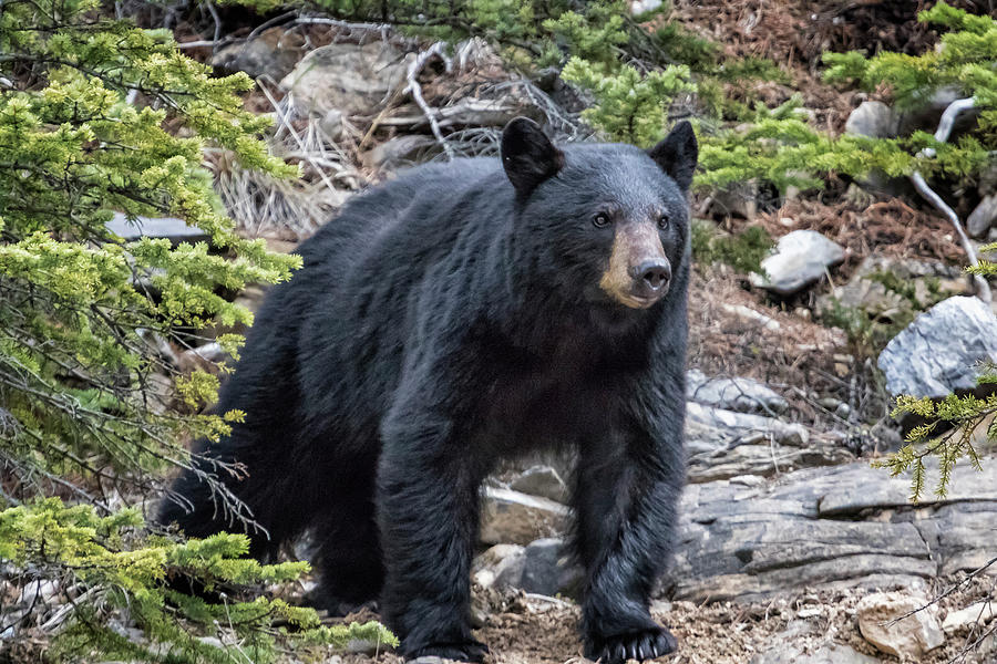 American Black Bear, No. 1 Photograph