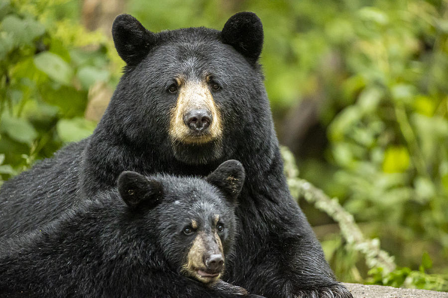 American Black Bear sow and cub together Photograph by Stan Tekiela Author / Naturalist / Wildlife Photographer