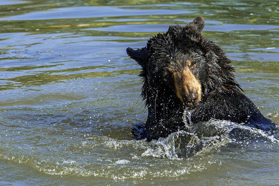 American Black Bear Splashing Photograph by Arterra Picture Library