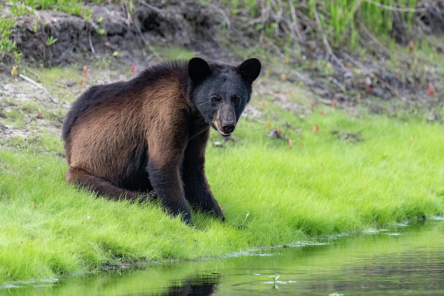 American Black Bear Yearling Photograph by Fon Denton
