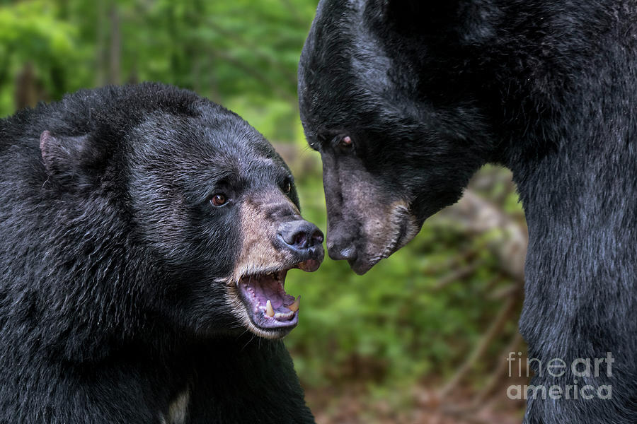 Black Bear Photograph - American Black Bears by Arterra Picture Library