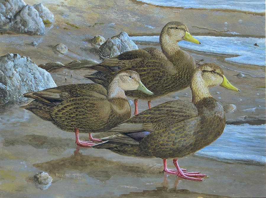 American Black Duck Trio Painting by Barry Kent MacKay