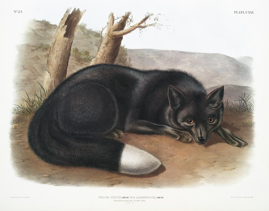 American Black Fox. John Woodhouse Audubon Mixed Media by World Art Collective