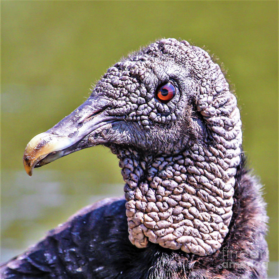 American Black Vulture Profile Photograph by Joanne Carey