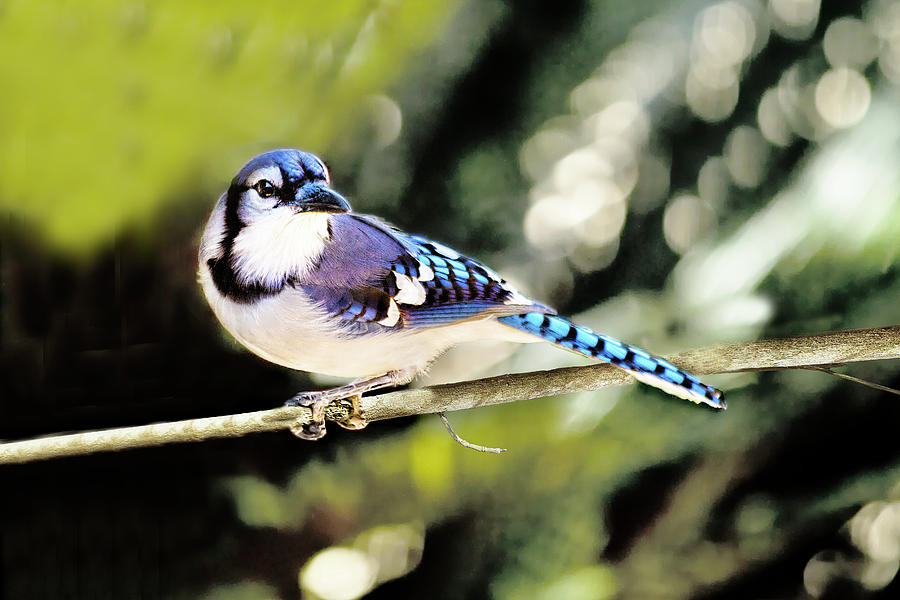 American Blue Jay On Alert Photograph by Kay Brewer