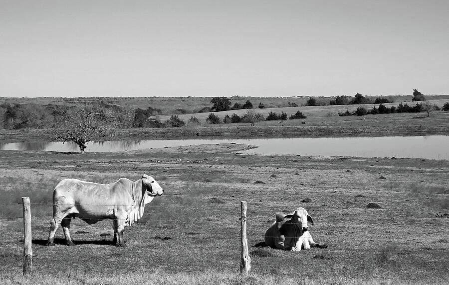 American Brahman Bull Posing BW Photograph by Connie Fox - Fine Art America