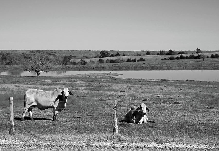 American Brahman Cattle in Texas BW Photograph by Connie Fox - Fine Art ...