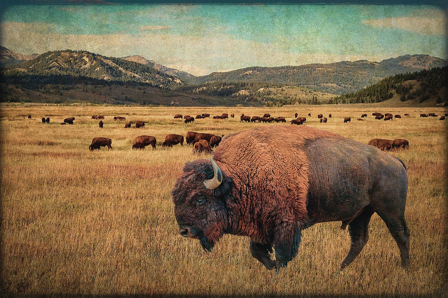 American Buffalo 2024 Digital Art By Sandra Selle Rodriguez Pixels   American Buffalo 2024 Sandra Selle Rodriguez 