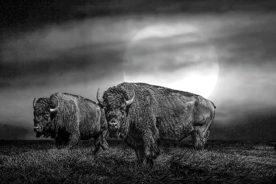 American Buffalo Bison under a Super Moon Rise in Black and White Photograph by Randall Nyhof