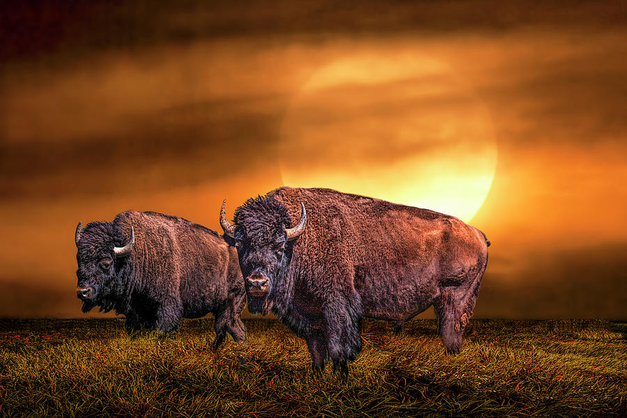 American Buffalo Bison under a Super Moon Rise Photograph by Randall Nyhof