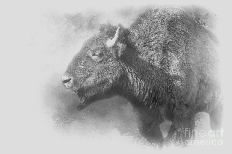 American Buffalo BW Photograph by Elisabeth Lucas - Fine Art America