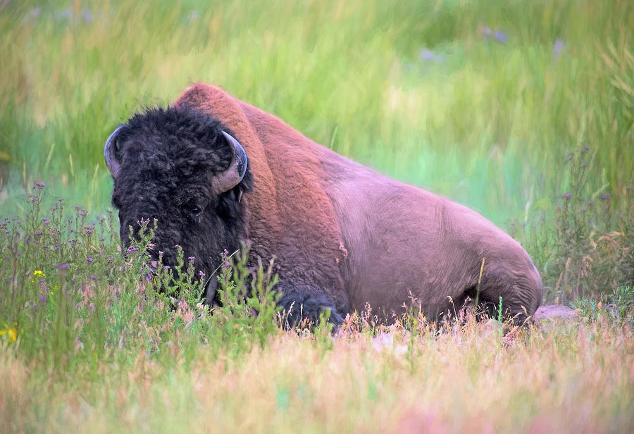 American Buffalo Photograph by Greg Sigrist
