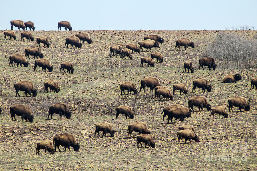 American Buffalo Herd Photograph by Susan Vineyard