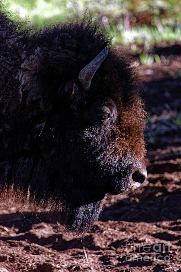 American Buffalo Morning Light Profile Photograph by Natural Focal Point Photography
