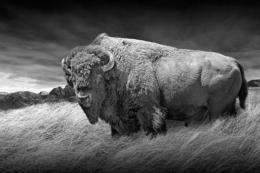 American Buffalo or Bison in Yellowstone National Park in Black  Photograph by Randall Nyhof