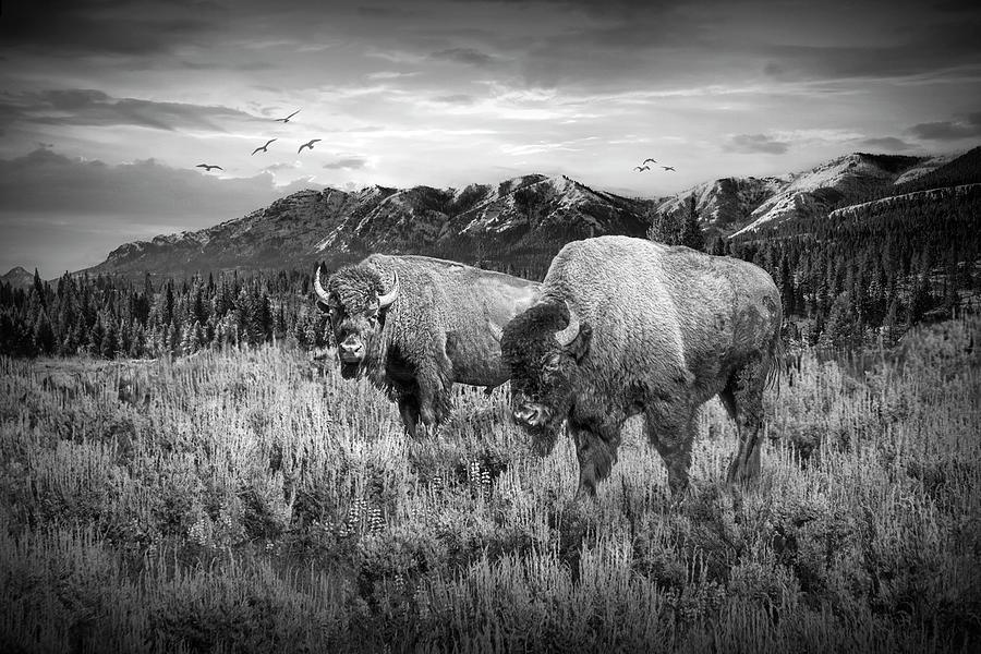 American Buffalo Western Landscape with Mountain in Yellowstone  Photograph by Randall Nyhof