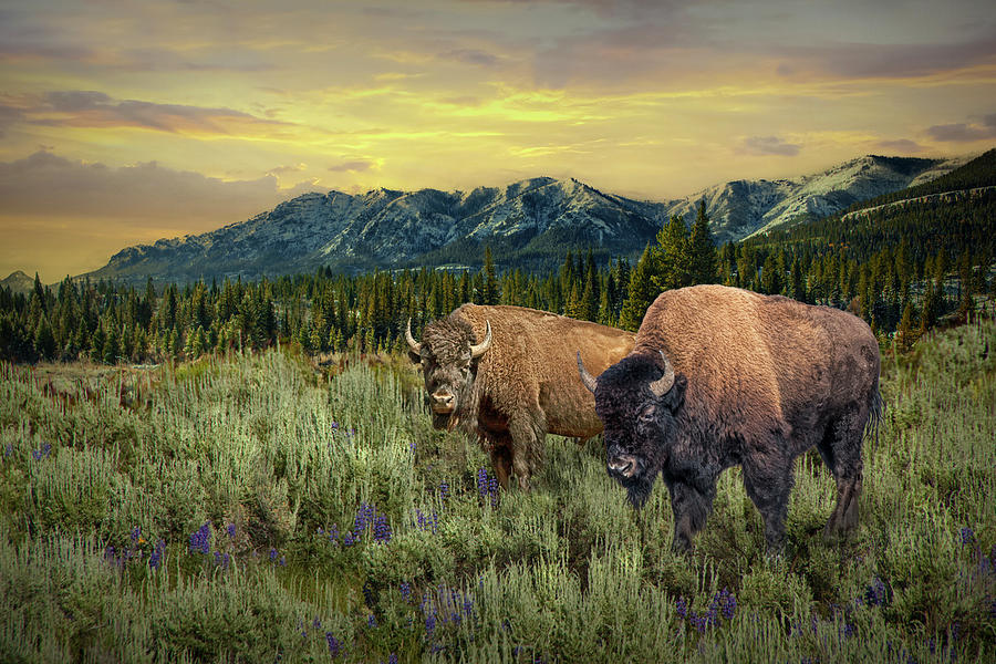 American Buffalo Western Landscape with Mountain Sunset Photograph by Randall Nyhof