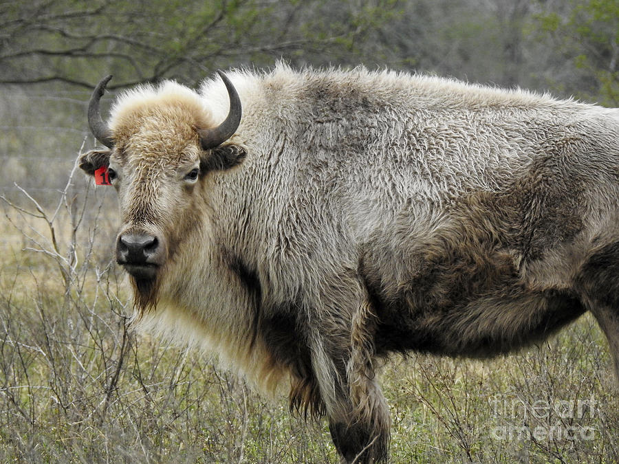 American Buffalo, White Bison Photograph by Ella Kaye Dickey