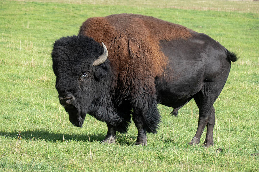Bison Photograph - American bull bison by Phil And Karen Rispin