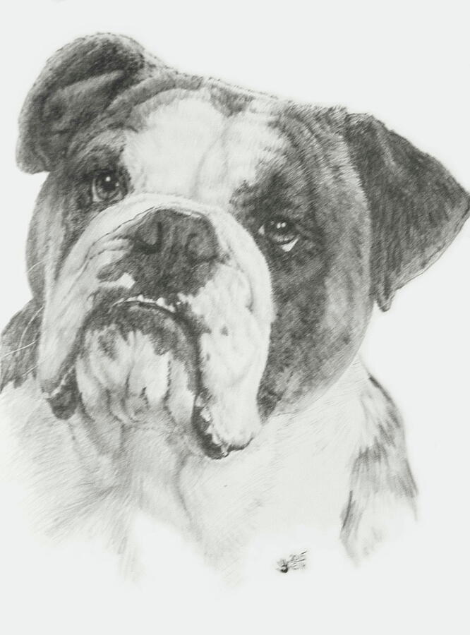 American Bull Dog in Graphite Drawing by Barbara Keith