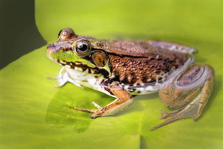 American Bull Frog Photograph by Susan Candelario