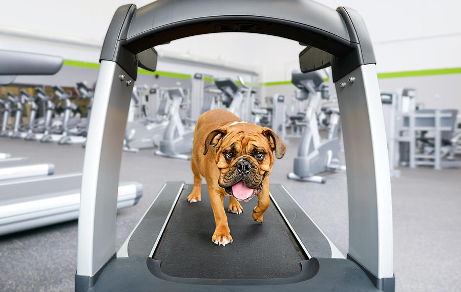 American Bulldog English Bulldog on a modern treadmill in a gym Photograph by Matt Anderson Photography