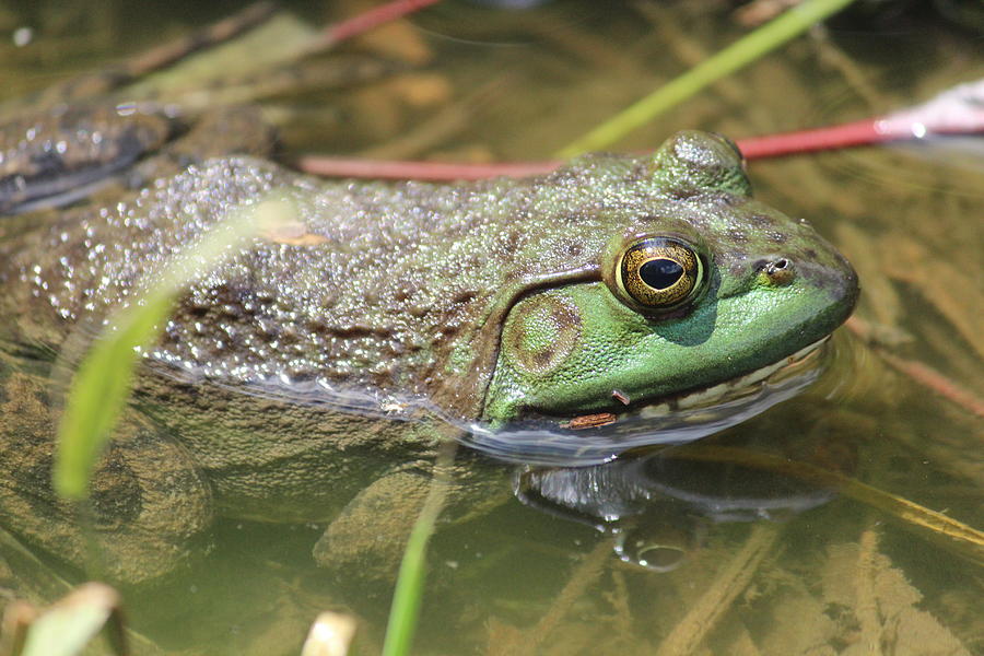 American Bullfrog Close-up Photograph by Callen Harty