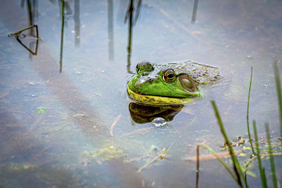 American Bullfrog Photograph by Dale Kincaid