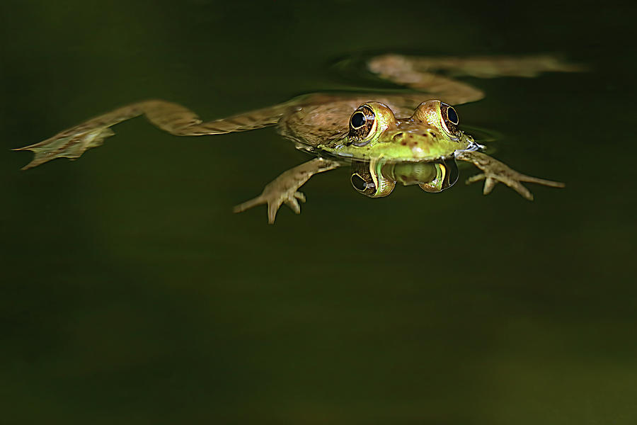 American Bullfrog Eye Reflections In Water Photograph