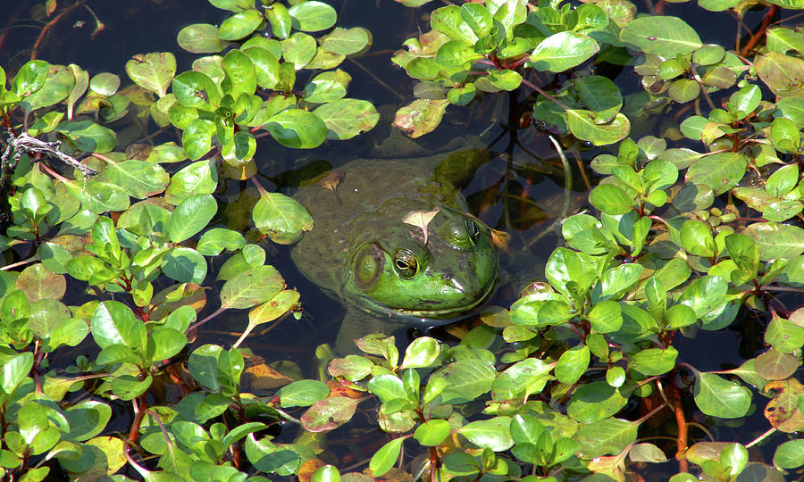 American Bullfrog in the Water - May 2023 Photograph by Joseph A Langley American Bullfrog in the Water - May 2023 Photograph by Joseph A Langley