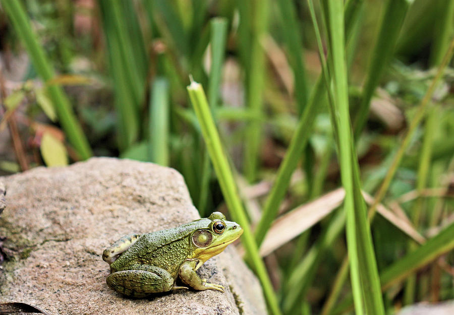 American Bullfrog Photograph by Kristin Elmquist