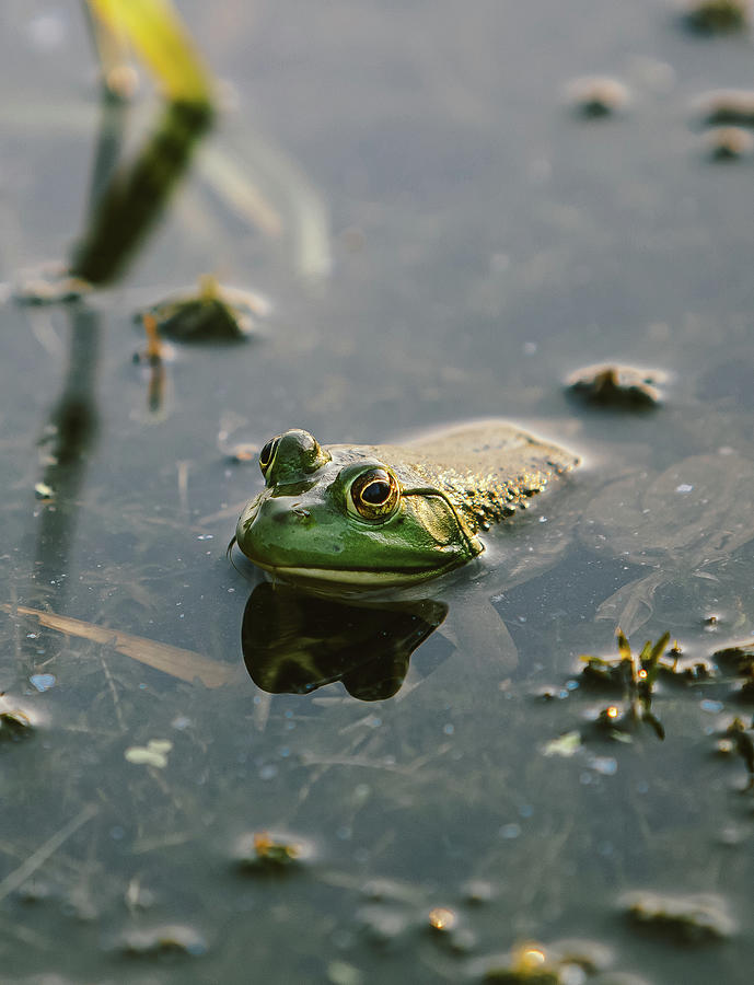 American Bullfrog Photograph by Nestor Salgado - Fine Art America