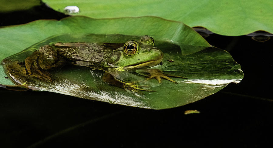 American Bullfrog Resting On Lily Pad Photograph