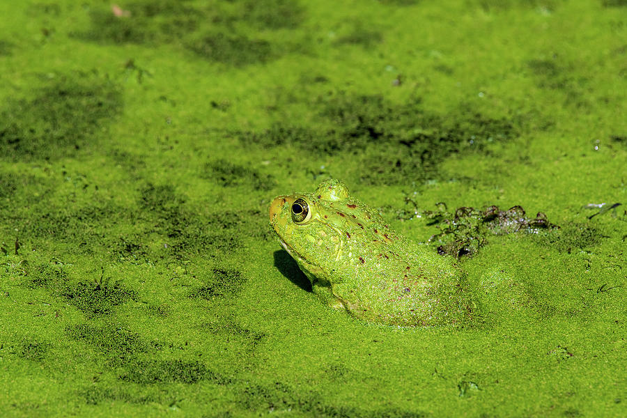 American Bullfrog Photograph by Rose Guinther