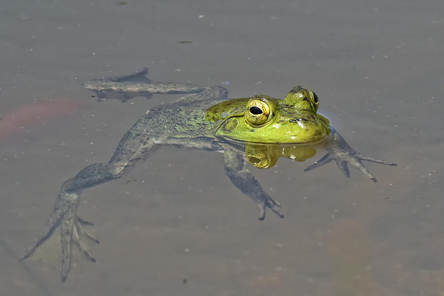 American Bullfrog Sunning In The Fishpond Photograph