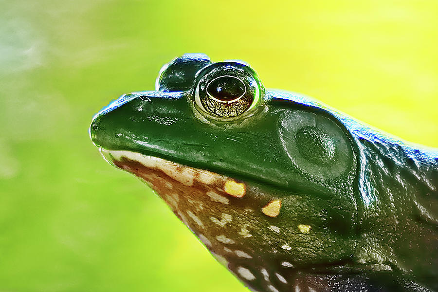 American Bullfrog Up Close Side Profile Photograph