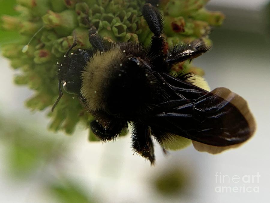 American Bumble Bee Photograph by Catherine Wilson
