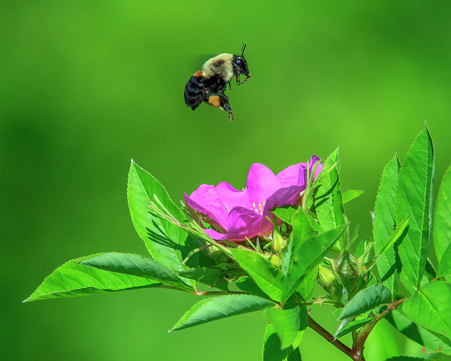 American Bumblebee DIN0322 Photograph by Gerry Gantt
