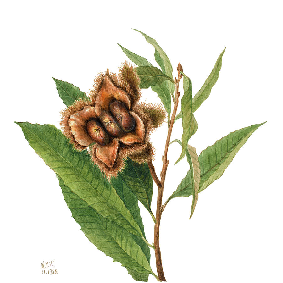 American Chestnut  By Mary Vaux Walcott. Original From The Smithsonian Painting