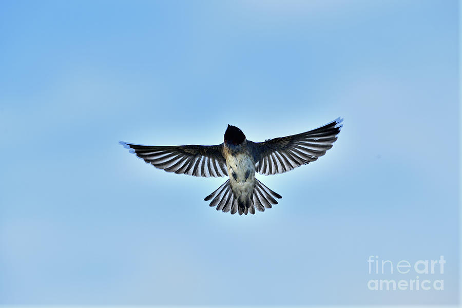 American cliff swallow Photograph by Amazing Action Photo Video