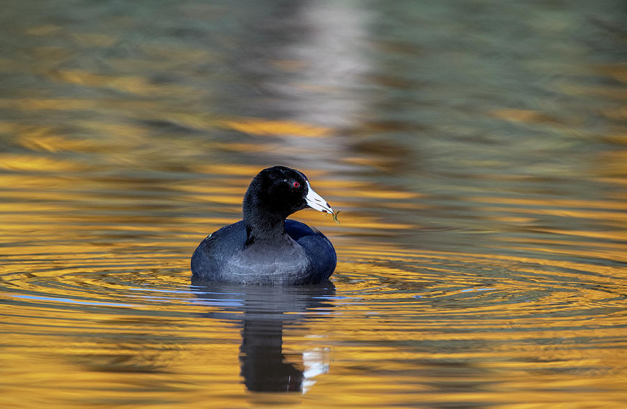American Coot 0325-121820-2 Photograph by Tam Ryan