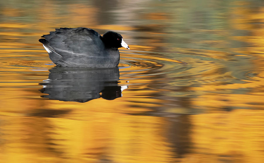 American Coot 0845-122120-2 Photograph by Tam Ryan