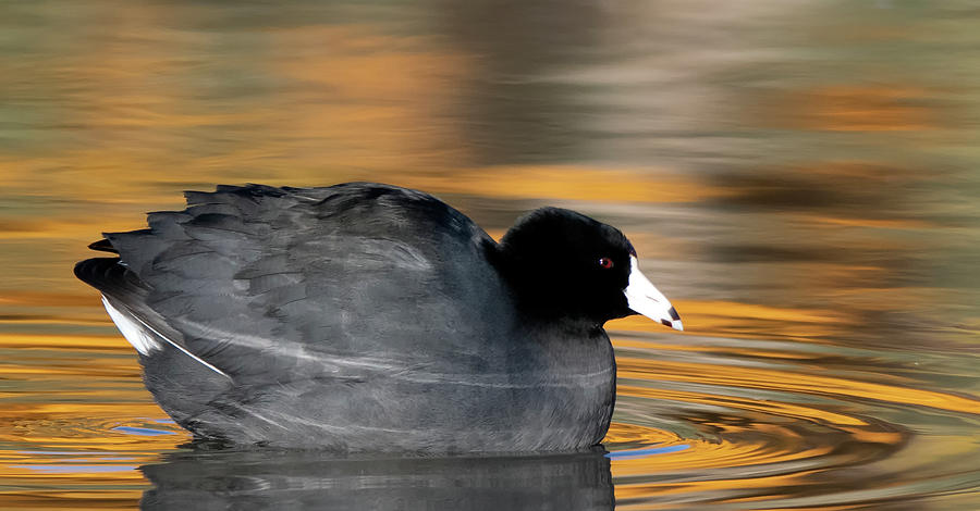 American Coot 0845-122120-3 Photograph by Tam Ryan