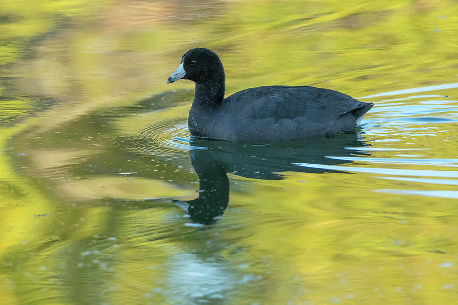American Coot 1425-021720-2 Photograph by Tam Ryan