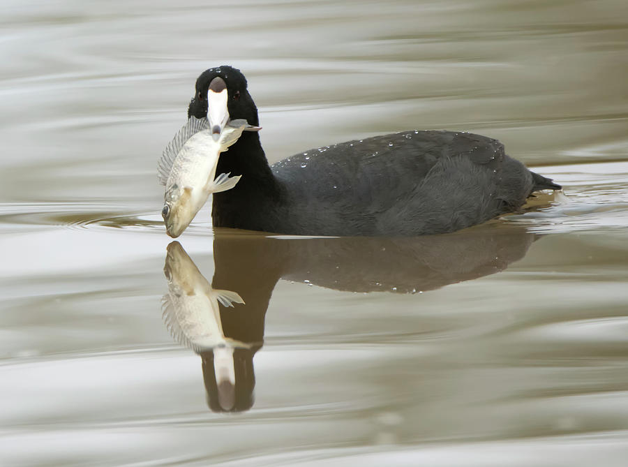 American Coot 1863-122420-2 Photograph by Tam Ryan